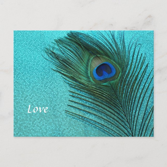 Metallic Aqua Blue Peacock Feather Postcard (Front)