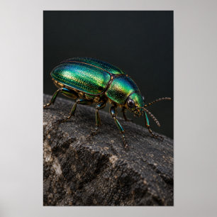 Metallic Green Beetle on Dark Rock Nature Wall Art