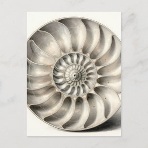 Metallic Nautilus Shell Spiral Geometric  Postcard