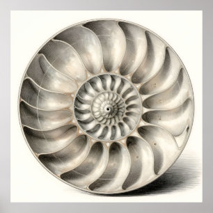Metallic Nautilus Shell Spiral Geometric  Poster