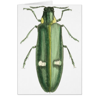 Metallic Wood-Boring Beetle