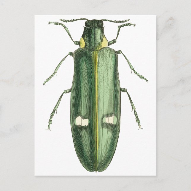 Metallic Wood-Boring Beetle Postcard (Front)