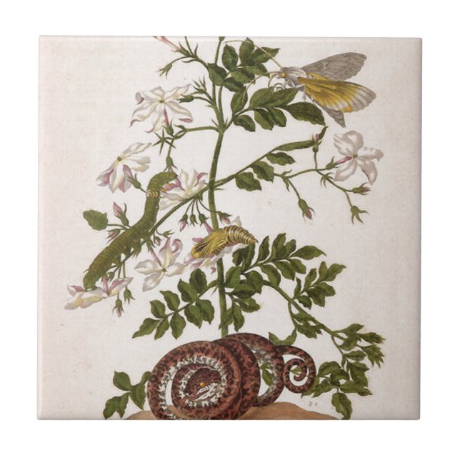 Metamorphosis insectorum Surinamensium Tile (Front)