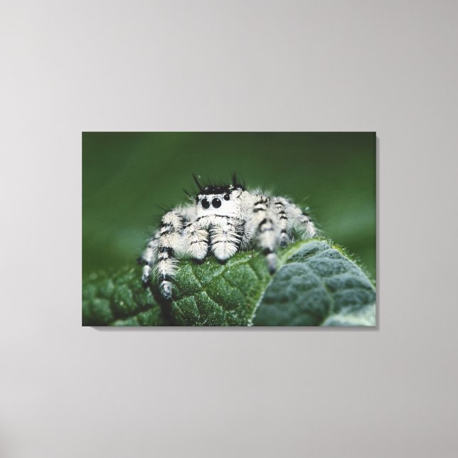Metaphid Jumping Spider Canvas Print (Front)