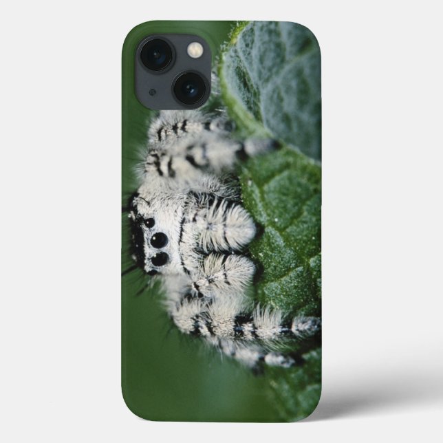 Metaphid Jumping Spider Case-Mate iPhone Case (Back)