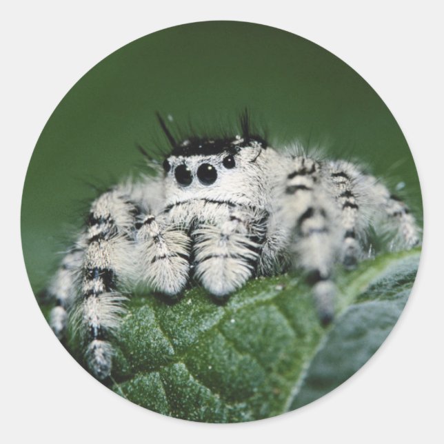 Metaphid Jumping Spider Classic Round Sticker (Front)