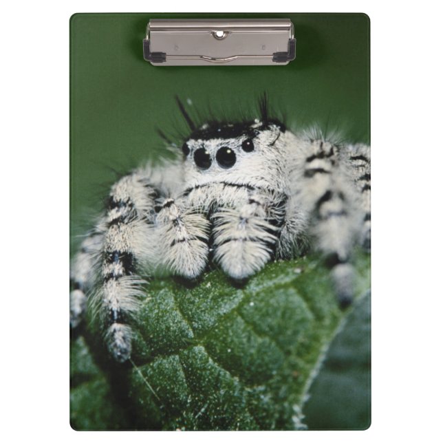 Metaphid Jumping Spider Clipboard (Front)