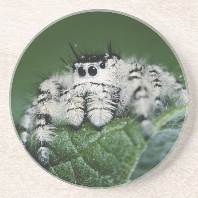Metaphid Jumping Spider Coaster (Front)