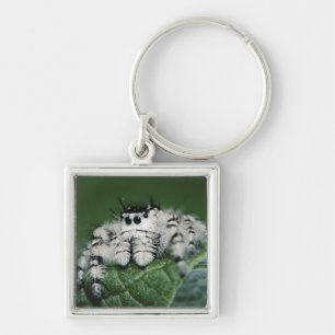 Metaphid Jumping Spider Key Ring