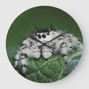 Metaphid Jumping Spider Large Clock