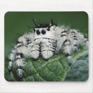Metaphid Jumping Spider Mouse Mat