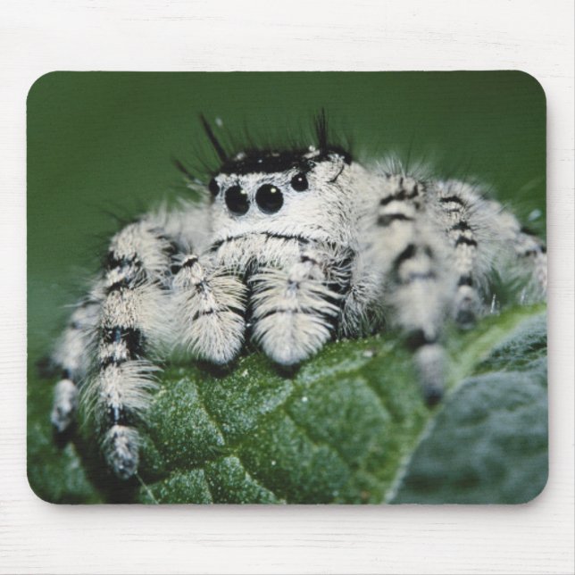 Metaphid Jumping Spider Mouse Mat (Front)