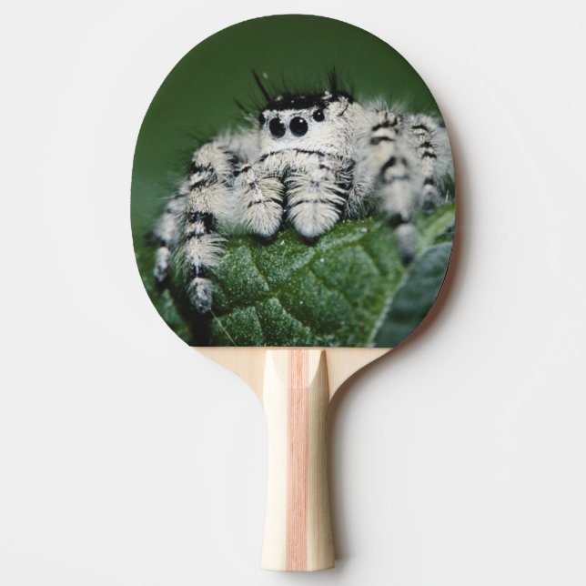 Metaphid Jumping Spider Ping Pong Paddle (Front)