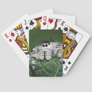 Metaphid Jumping Spider Playing Cards