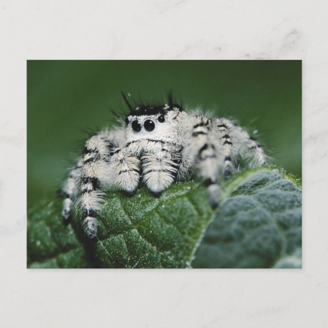 Metaphid Jumping Spider Postcard (Front)