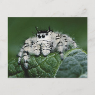 Metaphid Jumping Spider Postcard