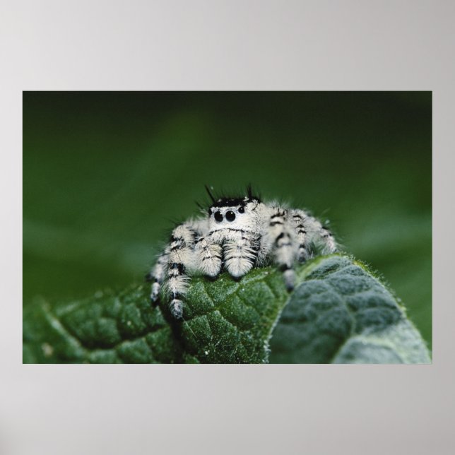 Metaphid Jumping Spider Poster (Front)