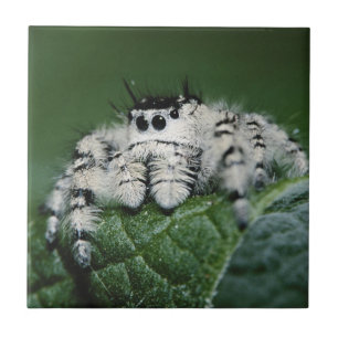 Metaphid Jumping Spider Tile