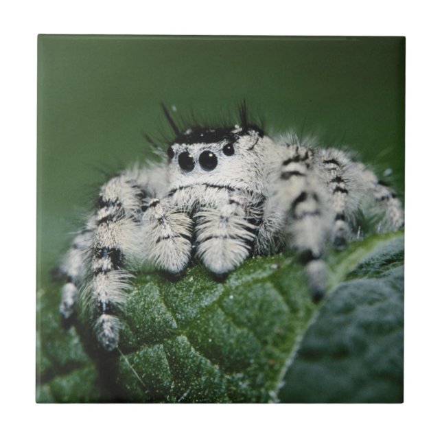 Metaphid Jumping Spider Tile (Front)