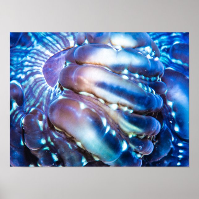 Meterlic- coloured Coral Poster (Front)