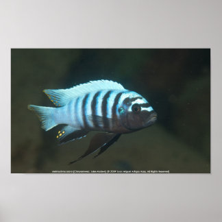 Metriaclima zebra [Chinyamwezi] Poster