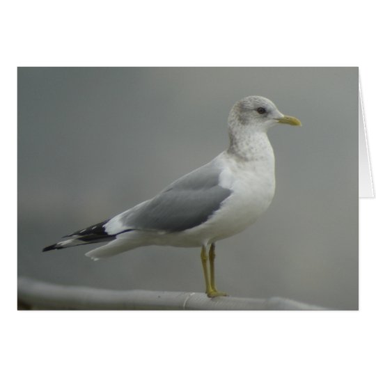 Mew Gull Card