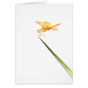 mexican amber-wing dragonfly