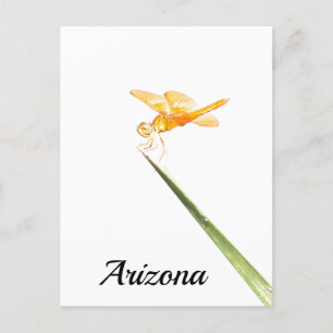Mexican amber-wing Dragonfly , Arizona Postcard