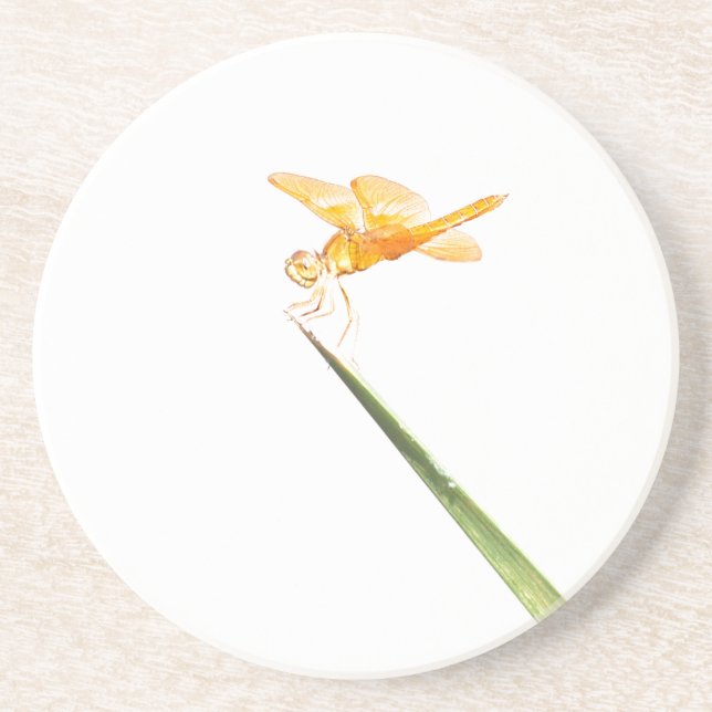 Mexican amber-wing Dragonfly Coaster (Front)