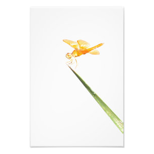 Mexican Amber wing Photo Print