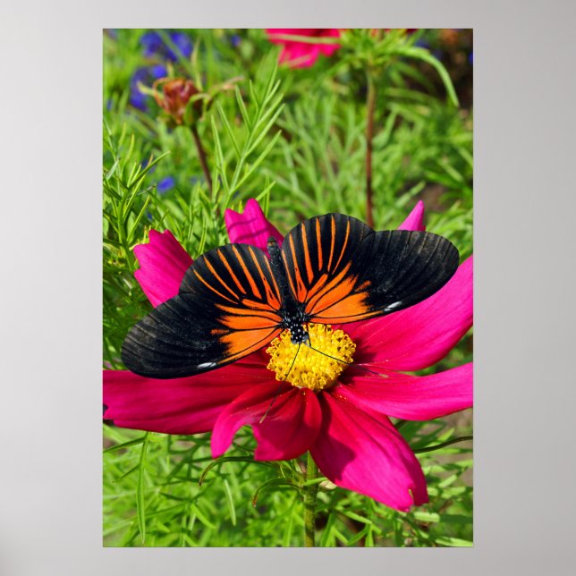 Mexican aster flower with a Doris Longwing  Poster (Front)
