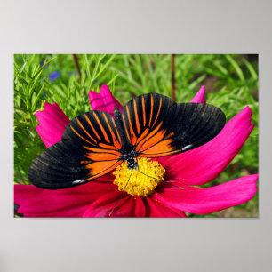 Mexican aster flower with a Doris Longwing Poster