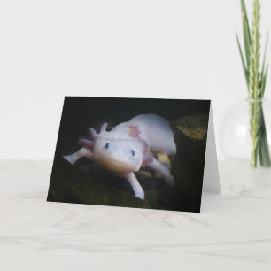 Mexican Axolotl Card