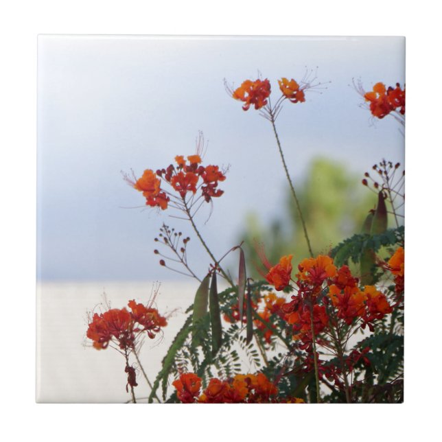 Mexican Bird of Paradise Tile (Front)