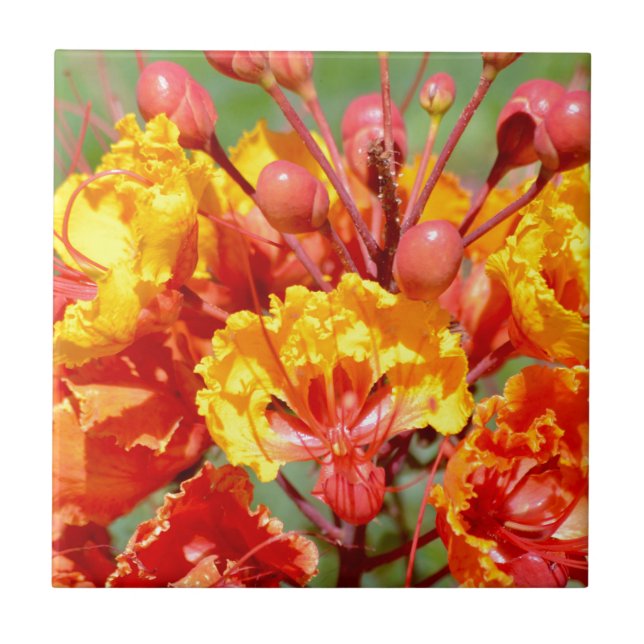 Mexican Bird of Paradise Tile (Front)