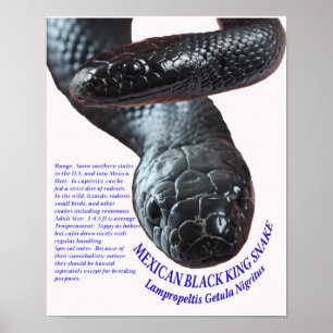 Mexican Black King Snake Poster
