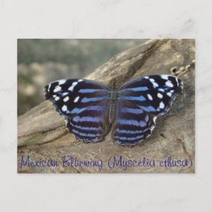 Mexican Bluewing (Myscelia ethusa) butterfly Postcard