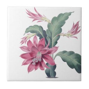 Mexican Cactus Flower Pink Tile