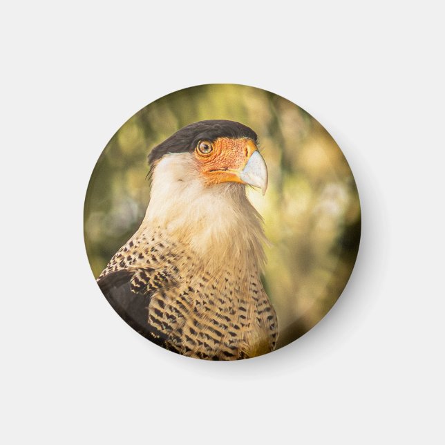 "Mexican Eagle"  Magnet (Front)