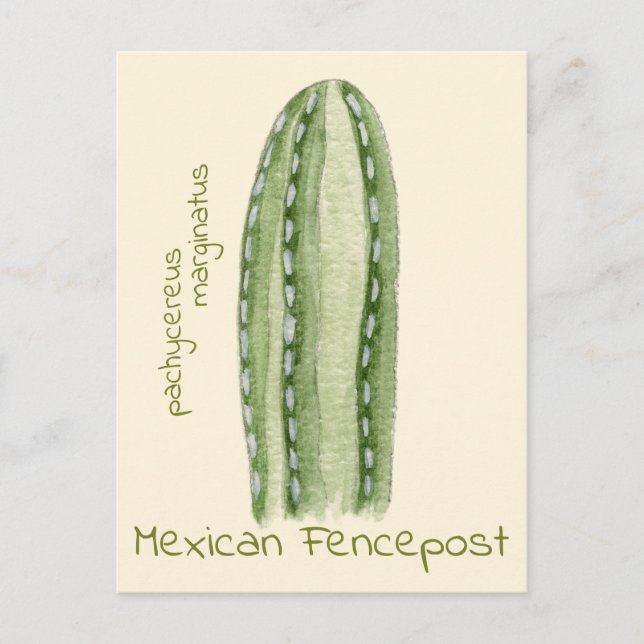 Mexican Fencepost cactus postcard (Front)