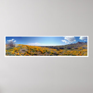 Mexican Golden Poppies - Franklin Mountains Poster
