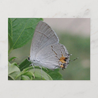 MEXICAN GREY HAIRSTREAK BUTTERFLY POSTCARD
