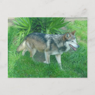 Mexican Grey Wolf #1 Postcard