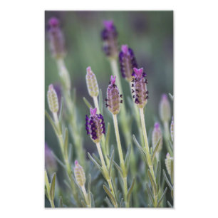 Mexican Lavender Photo Print