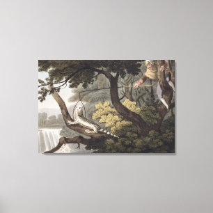 Mexican Lizard Catcher, engraved by Matthew Dubour Canvas Print
