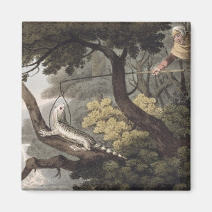 Mexican Lizard Catcher, engraved by Matthew Dubour Magnet