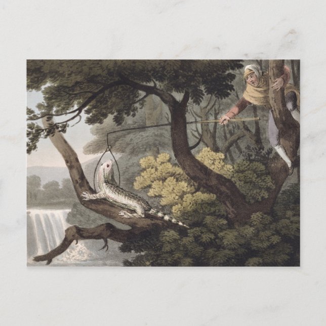 Mexican Lizard Catcher, engraved by Matthew Dubour Postcard (Front)