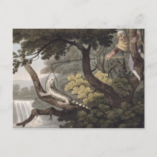 Mexican Lizard Catcher, engraved by Matthew Dubour Postcard