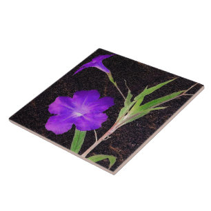 Mexican Petunia Purple Tile