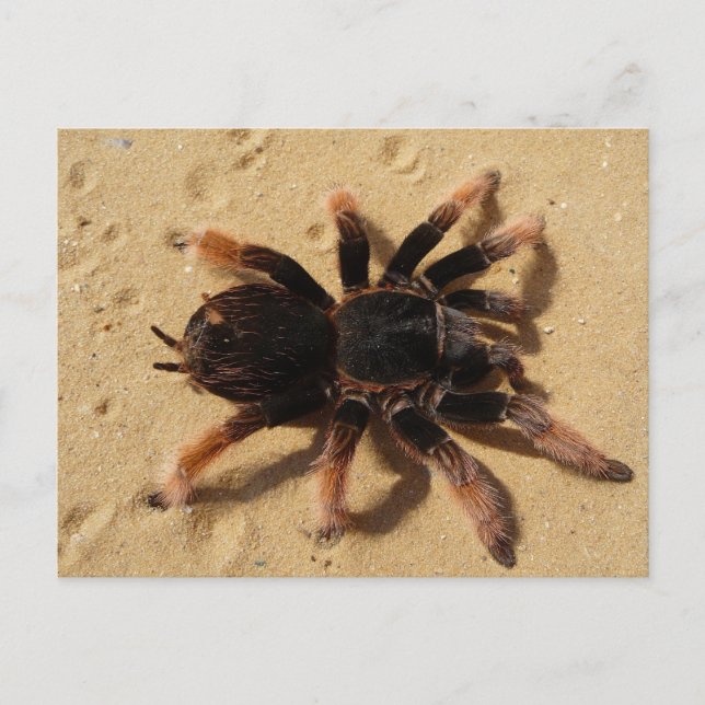 Mexican Pink Tarantula Postcard (Front)